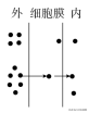 主动运输和被动运输的例子（高中生物学必修一42主动运输与胞吞胞吐知识总结）