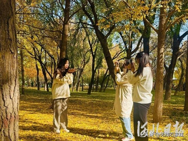 109座公园广场“落叶缓扫”！石家庄留住城市“金色浪漫”