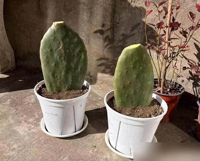 "花旺人不旺"，家里最好不要养这6种花，千万别不当一回事儿