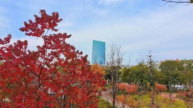 自然盛宴！橙黄橘绿好景时，市民中心初冬的“限定美景”已上线！