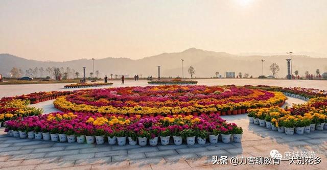 麻城旅游：2025年金秋，麻城五脑山菊花大观园福菊飘香，花海烂漫
