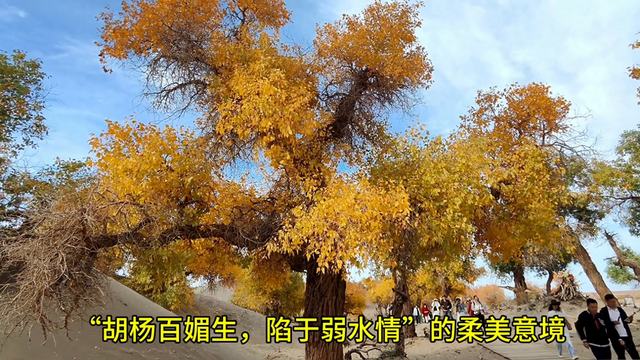 带着“弱水三千，只取一瓢”的情怀，游额济纳弱水胡杨林景区