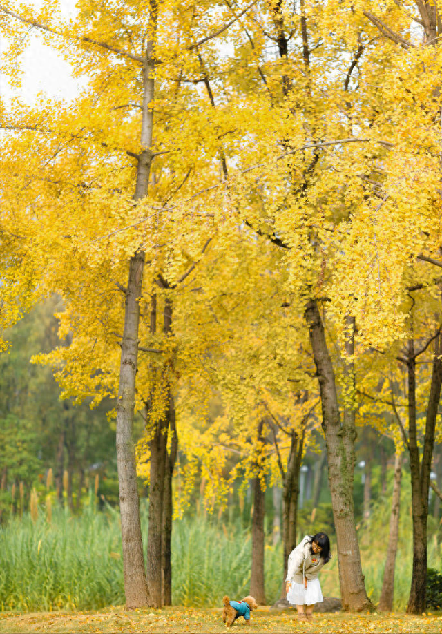 地铁直达的秋日银杏
