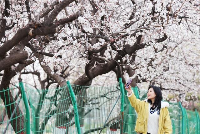 新聊新景丨凤凰苑植物园：杏花绽放满园春