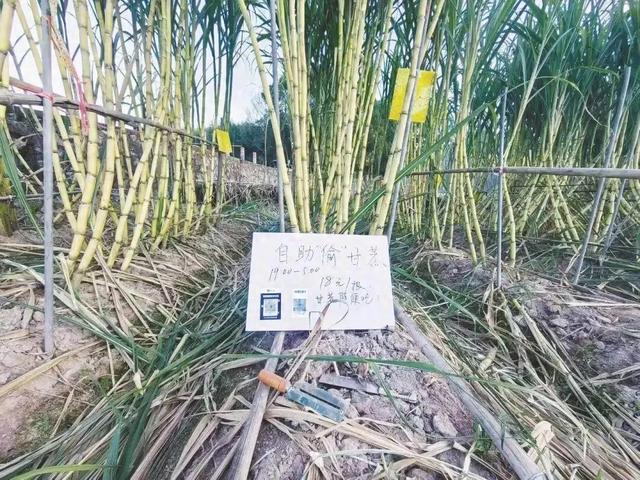 成人智能找东西游戏(合法偷甘蔗)