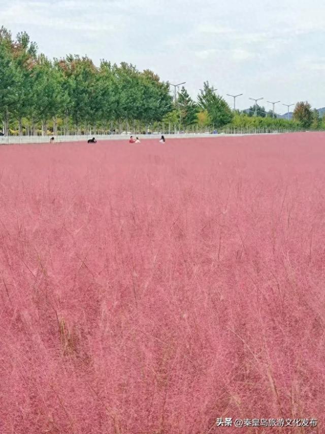 免费观赏！秦皇岛这两片花海已到最佳观赏期，实拍美翻啦~