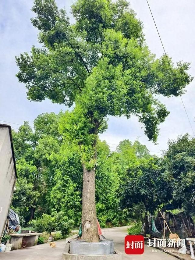 夫妻双双中毒！紧急提醒：网上卖的这种全是假的！