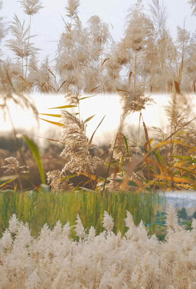 “飞雪”落中原，美了美了～