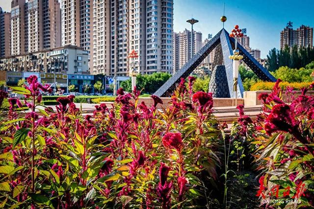 秋景上新!大同御河生态园鸡冠花“昂首”绽放~
