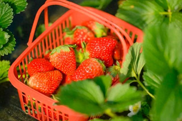 苏州本地草莓上市啦！来看这份采摘攻略