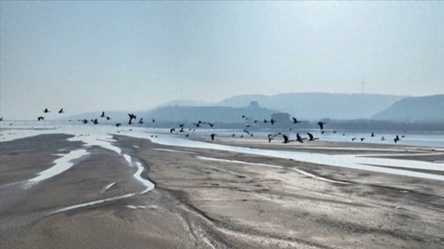 【大美潼关】冬染黄河岸 苇影伴雁归