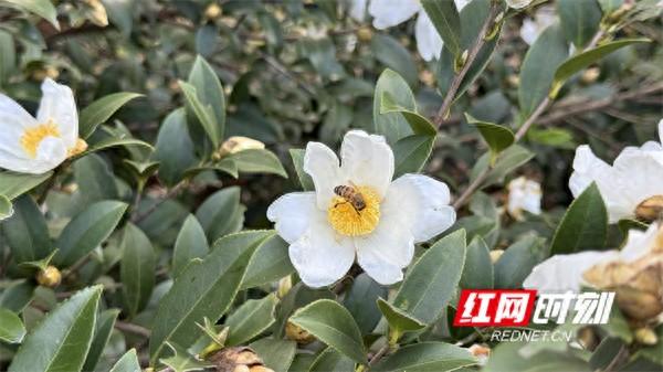 江永：冬日暖阳 山茶花盛开