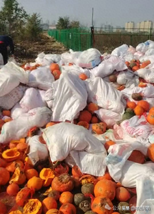 狂欢节后，青岛东方伊甸园景区将“南瓜”们堆成“垃圾山”？