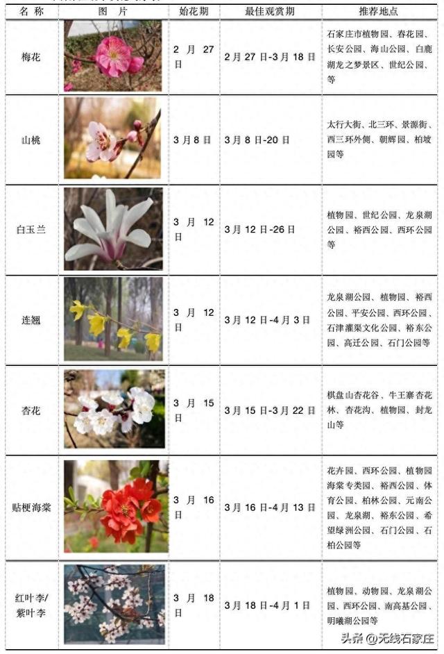 “气象导航”！石家庄发布2026年春季赏花时序表