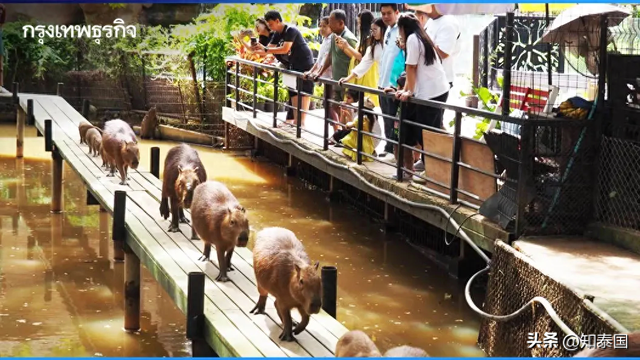 泰国多地景点在父亲节免费开放 鼓励民众携家人共度佳节