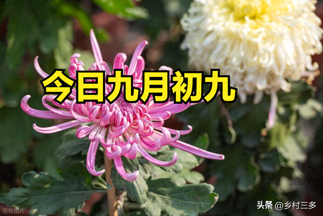 不是迷信！今日九月初九，记得：1不劳、2不送、3不出、4要吃！