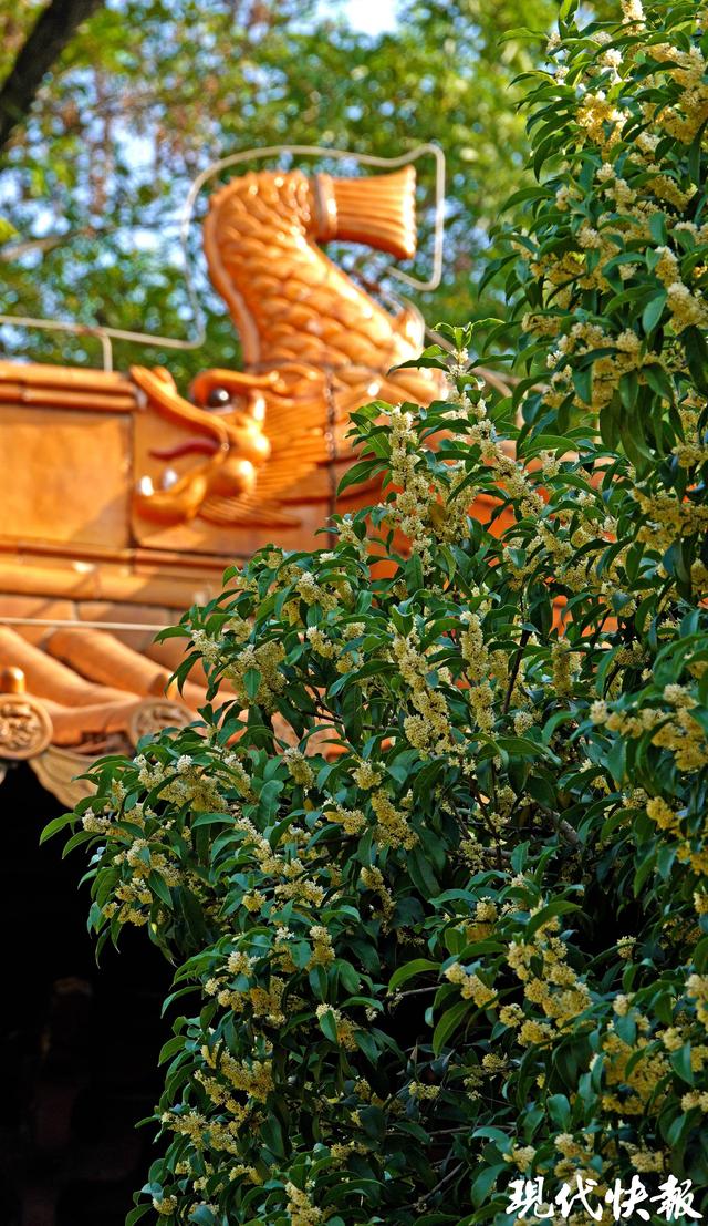 南京朝天宫的秋天，空气在“发糖”