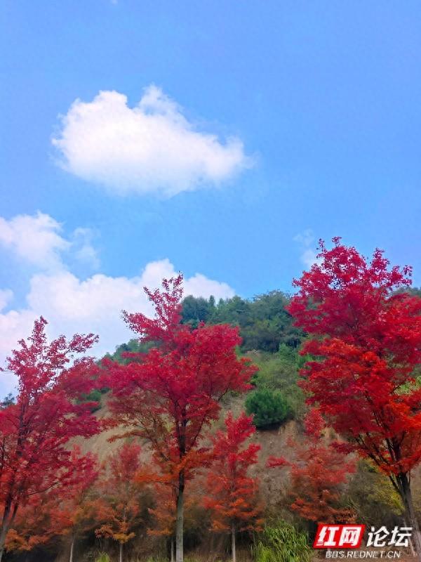 秋游时刻丨当秋日遇 “意外”，鱼形山用一湖碧水、满道红枫作答