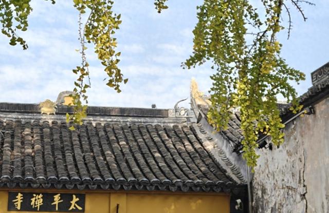 观太平禅寺外银杏有感