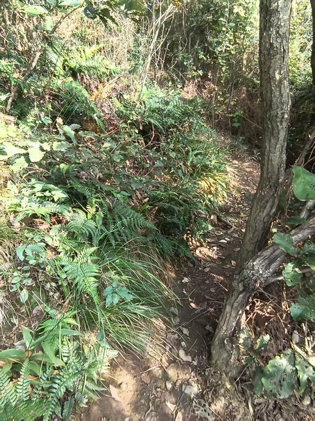 山径新途，秋光独酌