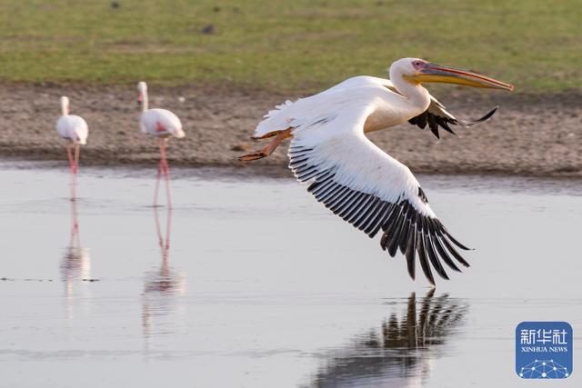 探访肯尼亚安博塞利国家公园