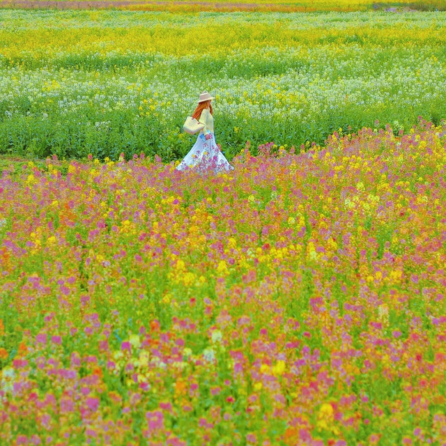 春日限定CP！高岭文化村「油菜花+小番茄」双倍甜蜜来袭！