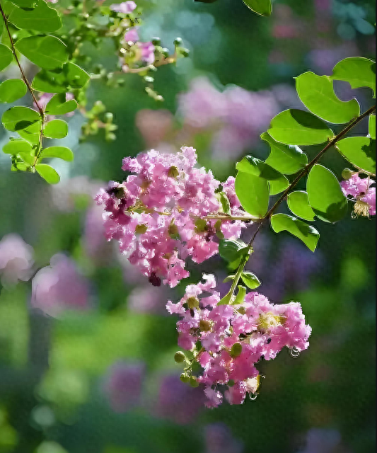 紫薇花盛放！上海这个古典园林盛夏满庭芳→
