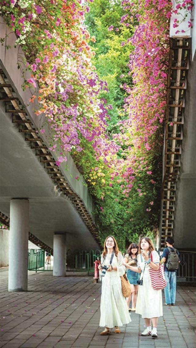 三角梅如火如荼地盛放，为厦门增添秋日的浪漫