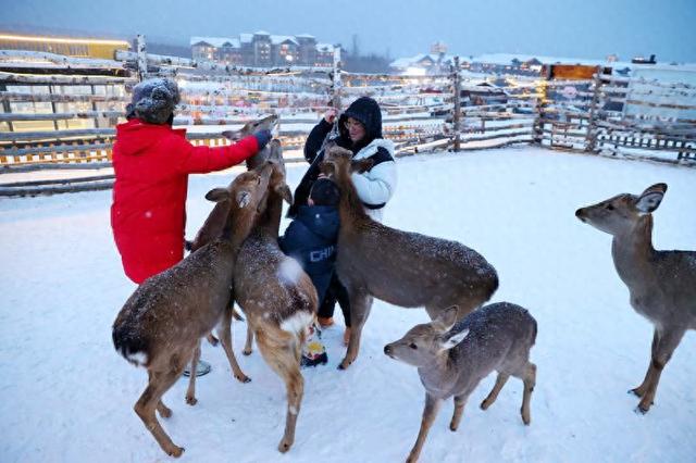 长白山华美胜地：白雪飘处撸萌宠，太治愈了！