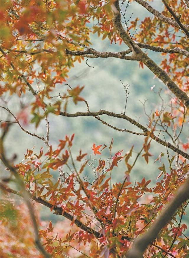 留住秋日浪漫！这份“捡秋”地图请查收