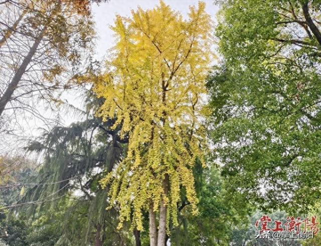 水杉泼霞、银杏洒金，学宫苑迎来最“上镜”时刻