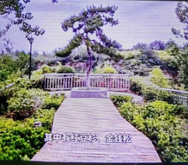 郑州4700亩“神农架”火了，免费！