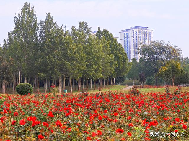 焦作生态植物园：限定浪漫，只有秋日