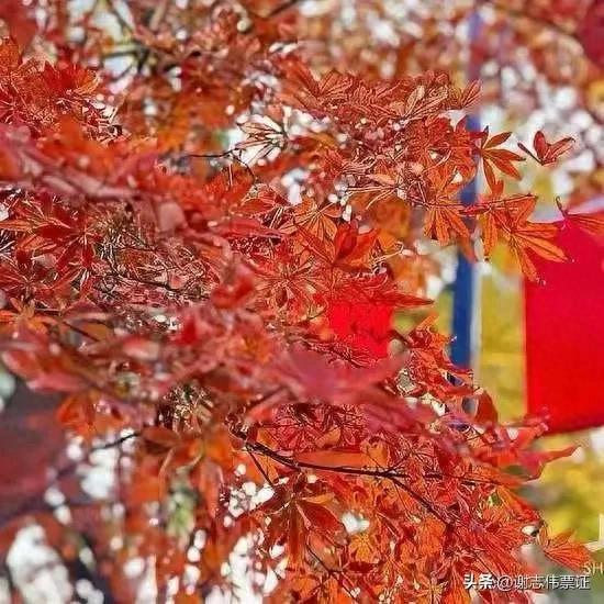 秋天红叶，色彩盛宴