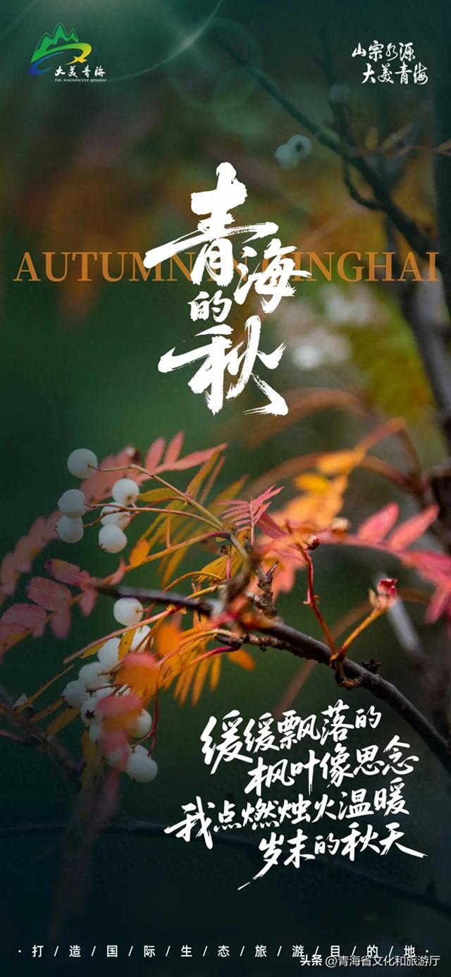 秋日青海 | 缓缓飘落的枫叶像思念 我点燃烛火温暖岁末的秋天