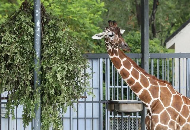 《疯狂动物城》苏州分“城”来啦！