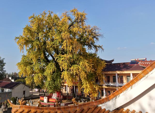 巢湖千年古银杏披上“黄金甲”