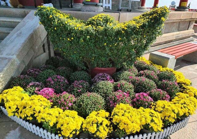 十一，烟台看塔山“菊世无双”