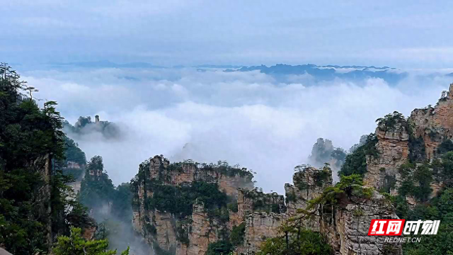 雨后杨家界云海翻涌 峰墙奇景引客来
