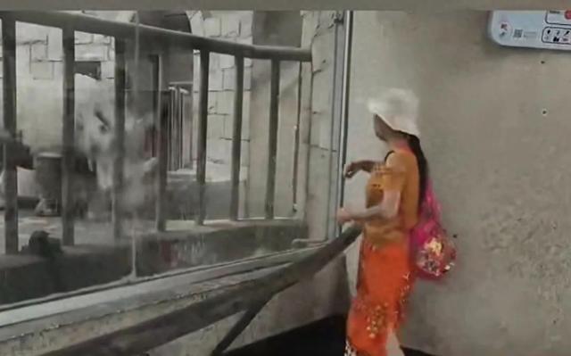 王林平随笔《我和犀牛互动》