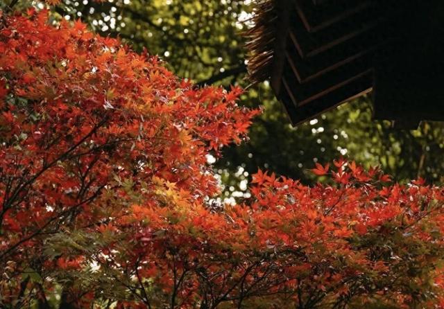 快去打卡！人民公园银杏与彩叶进入最佳观赏期