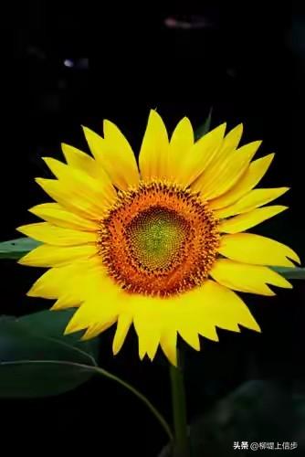 做一株向日葵，只朝向自己喜欢的光