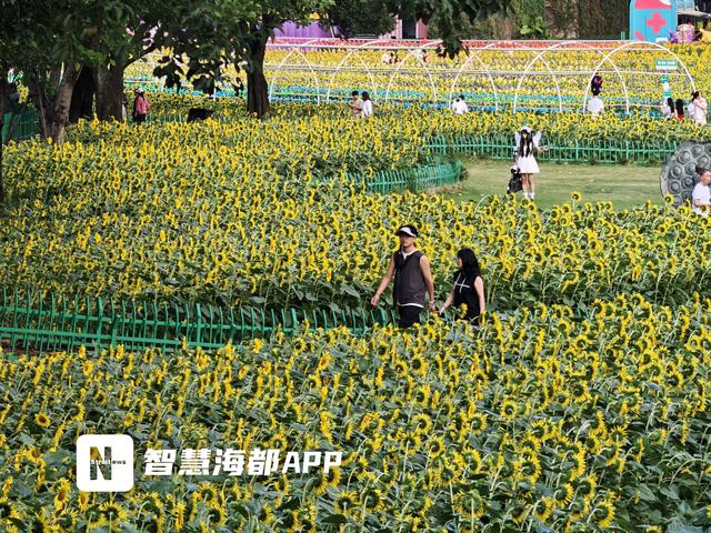 游客称自带向日葵游花海公园被阻，公园回应：为了防误采，可与安保人员沟通