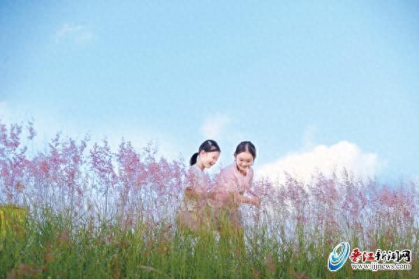 晋江这个公园的粉色花海太美了！