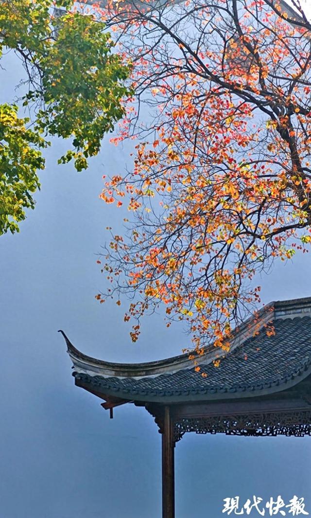 白墙黛瓦映乌桕，南京老门东的秋日中式浪漫美成壁纸