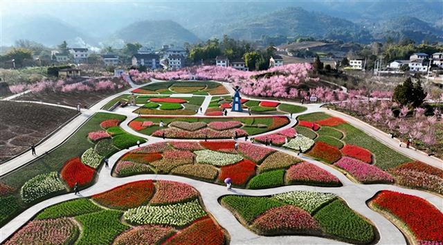 垫江春日限定花海上线！郁金香 + 美人梅惊艳绽放