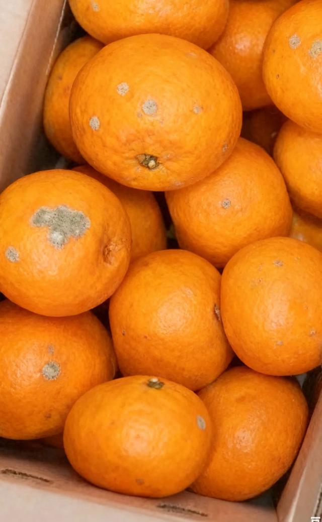 集显优化软件（买家用AI生图申请仅退款别让技术沦为欺诈帮凶）