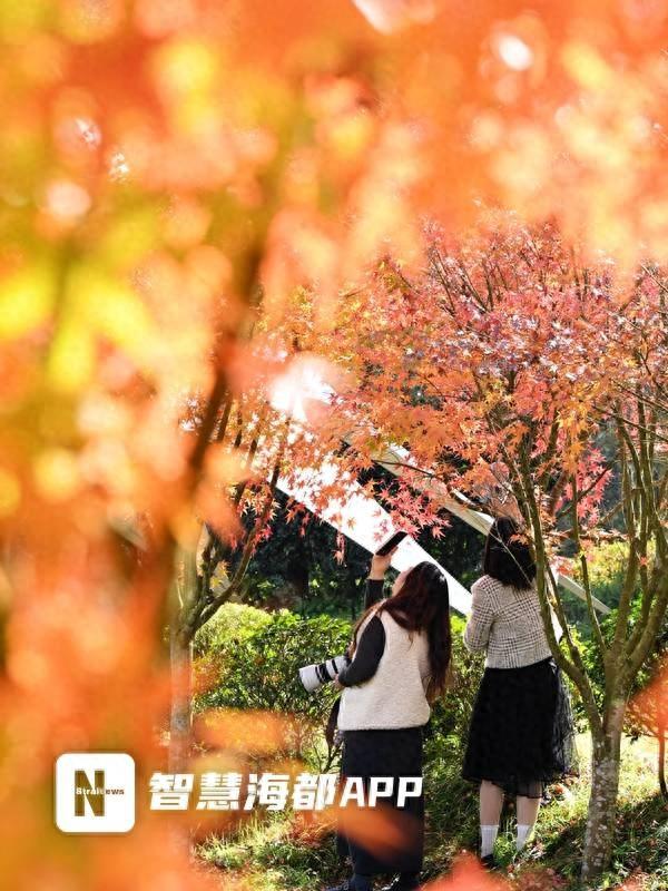 九峰村红枫银杏交织成画，成福州人周末游新宠