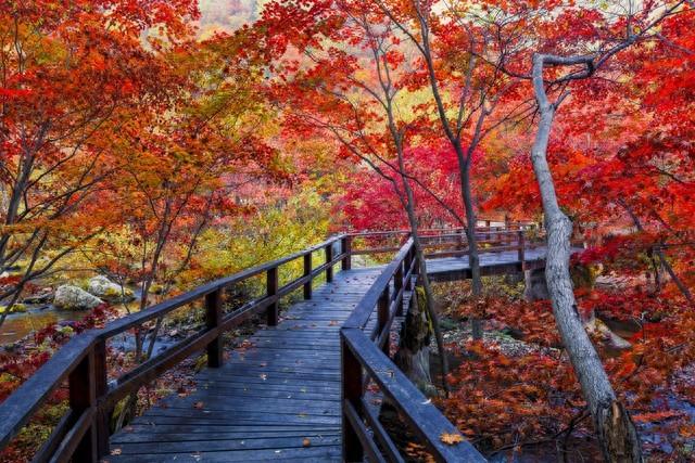 不藏了，美景天成：去辽宁这五处红叶佳景，体验最诗意的北国