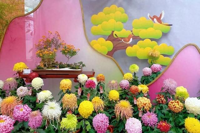 不当“菊”外人，丰台赏菊正当时！